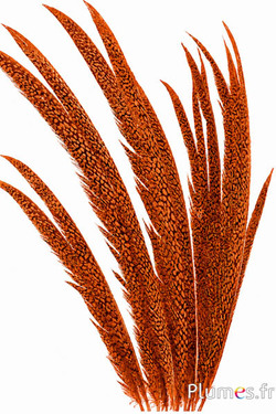 Goldfasan - 55-65 cm - aztekengold-karamell